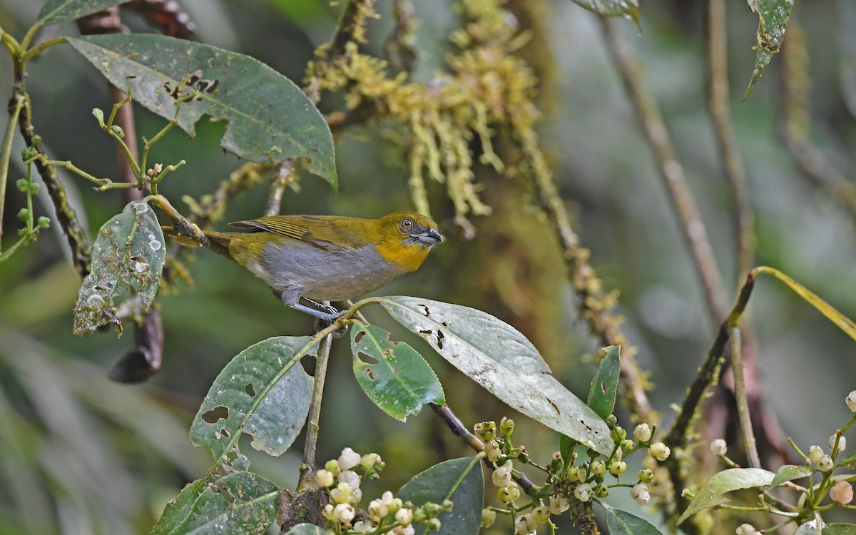 Chlorospin à gorge jaune (flavigularis/marginatus) - ML609852920