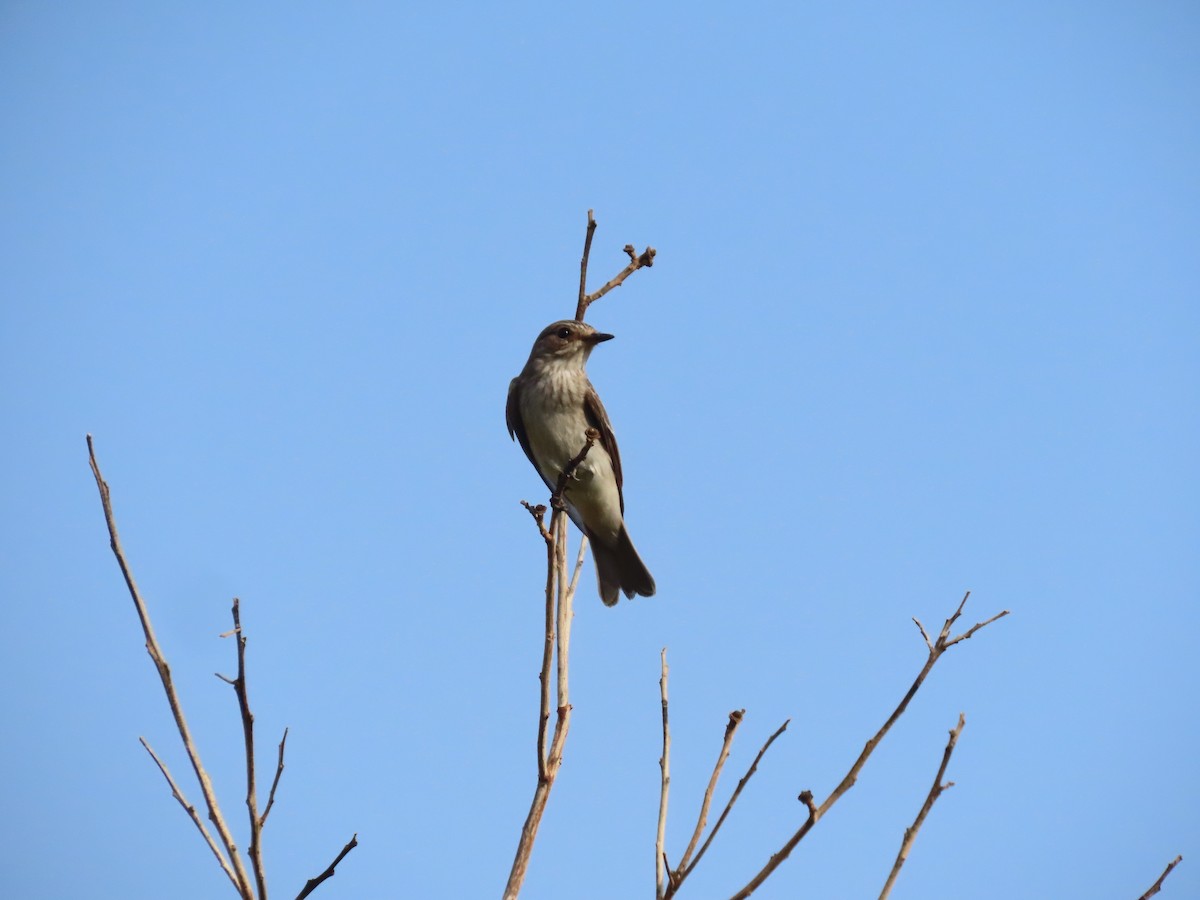 Spotted Flycatcher - ML609852961