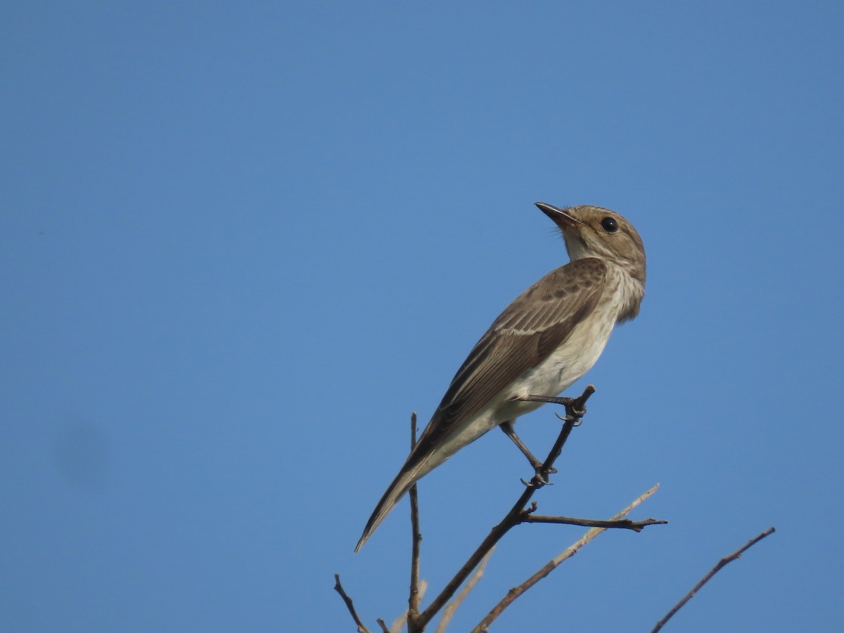 Spotted Flycatcher - ML609852962