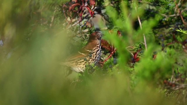 Brown Thrasher - ML609852982