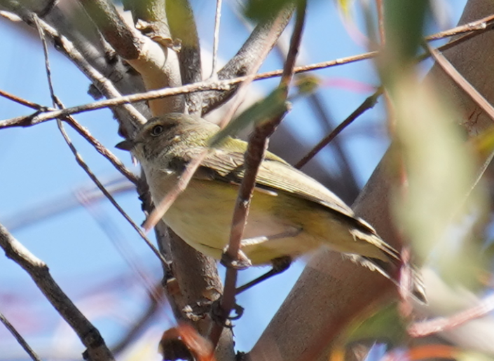 Ріроріро короткодзьобий - ML609853072