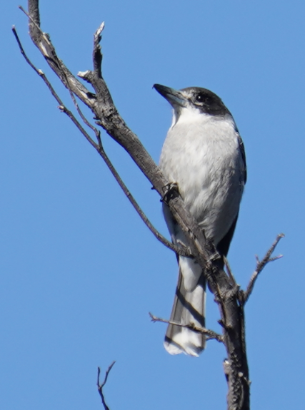 Сорочиця сіроспинна - ML609853083