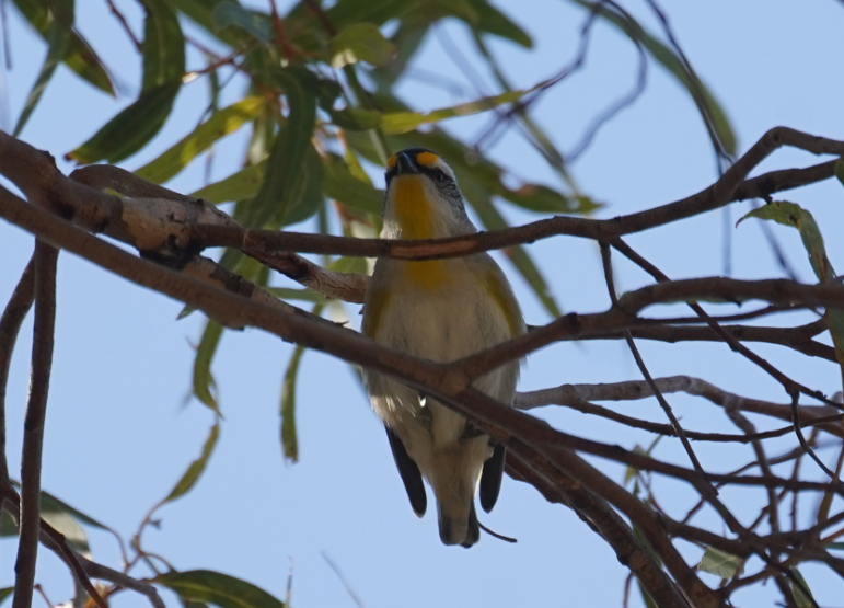 Діамантниця велика - ML609853098