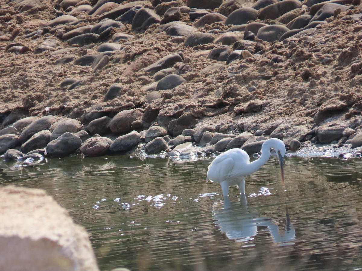 Western Reef-Heron - ML609853156