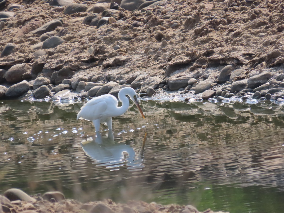 Western Reef-Heron - ML609853157