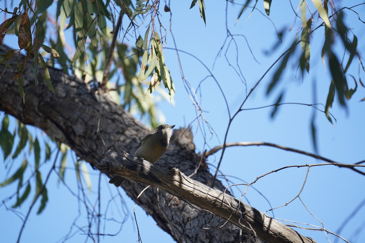 Golden Whistler (Eastern) - ML609853166