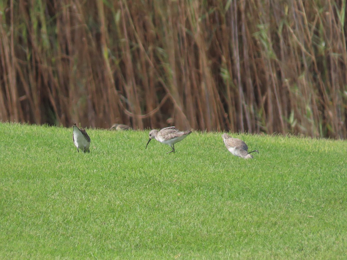 Curlew Sandpiper - ML609853218