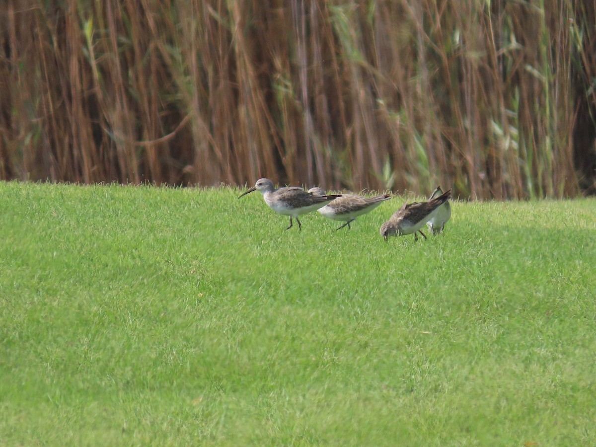 Curlew Sandpiper - ML609853249