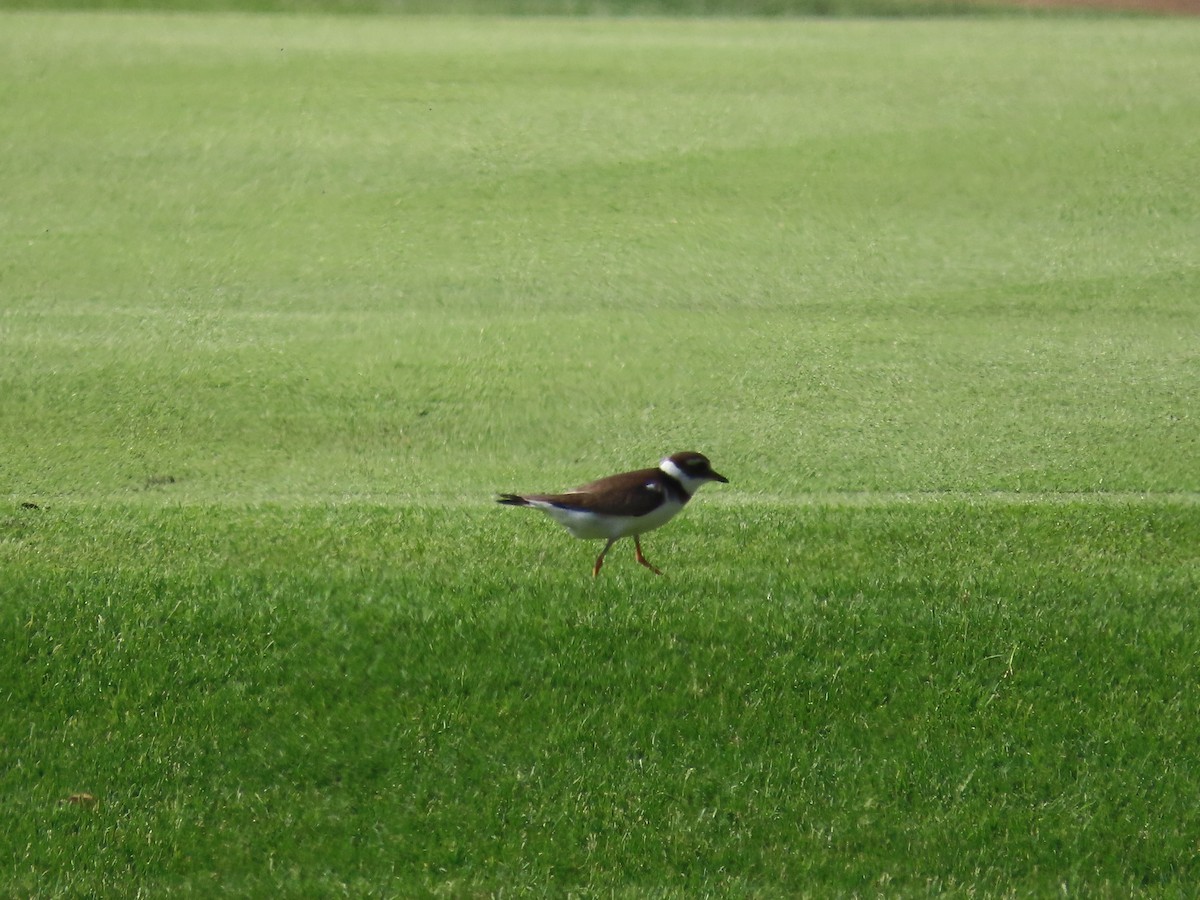 Common Ringed Plover - ML609853296