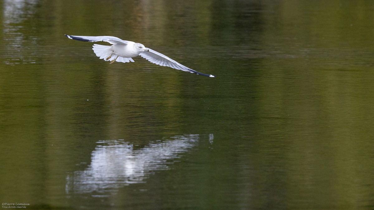 Ring-billed Gull - ML609853422