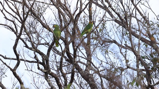 Orange-winged Parrot - ML609853494