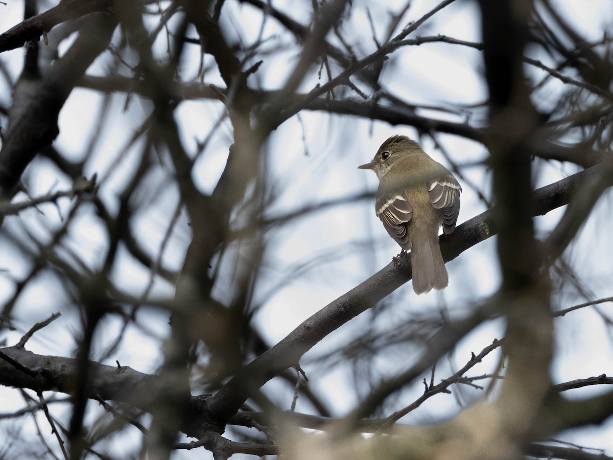 Willow Flycatcher - ML609853496