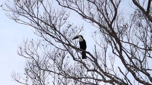 Channel-billed Toucan (Yellow-ridged) - ML609853556