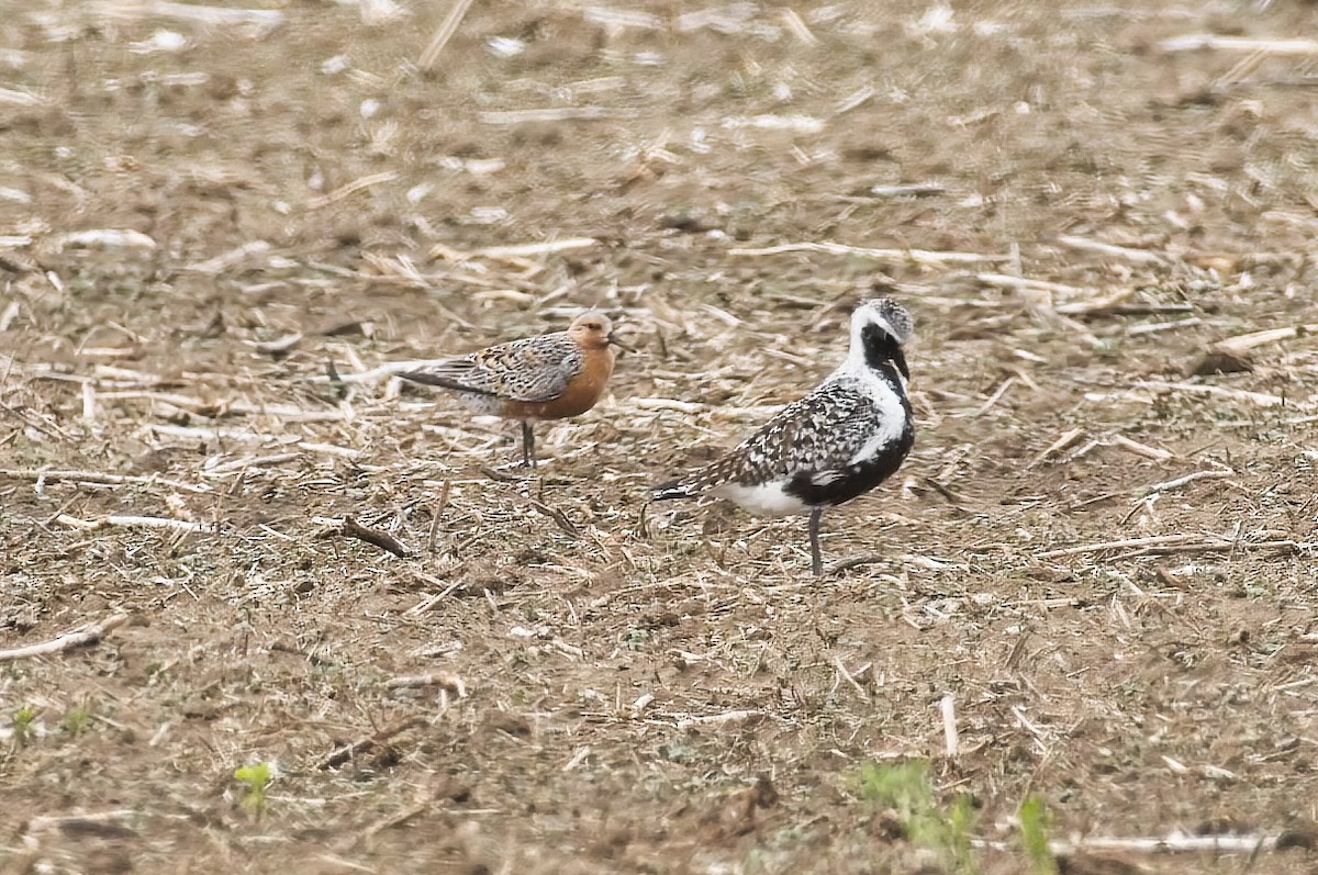 Red Knot - Calvin S