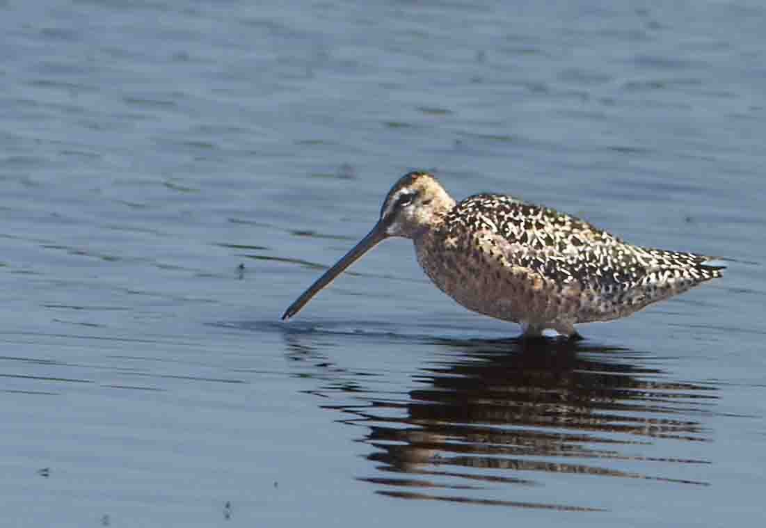 Long-billed Dowitcher - ML609853711