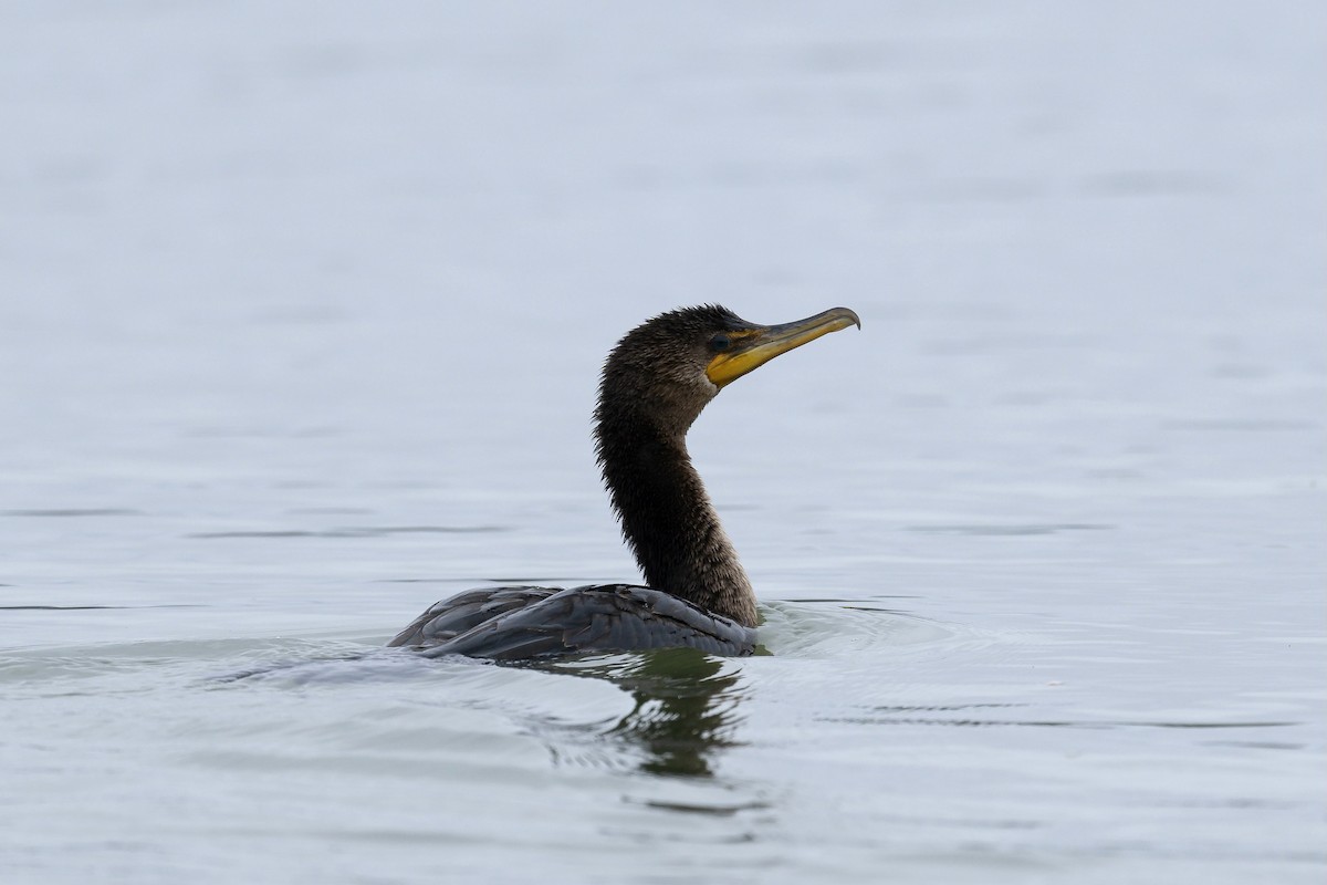 Double-crested Cormorant - ML609853740