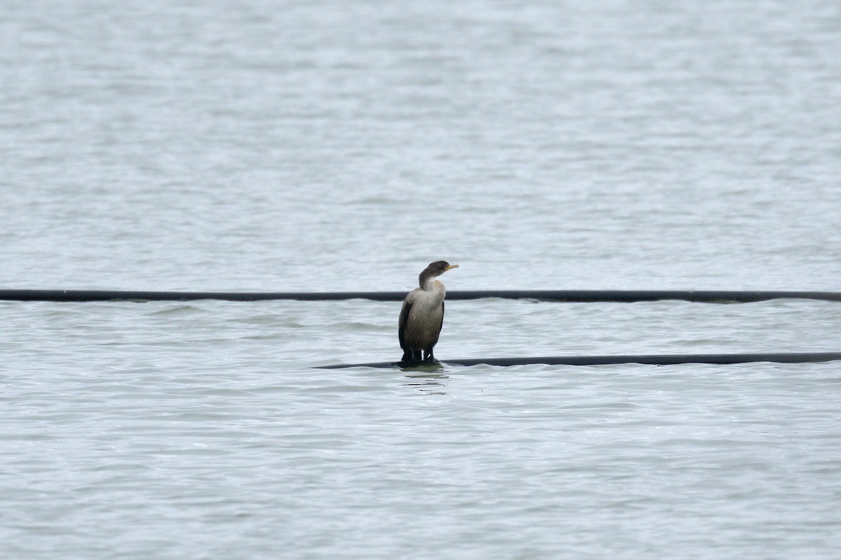 Double-crested Cormorant - Brock Gunter-Smith