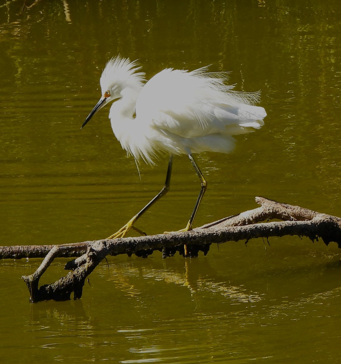 Snowy Egret - ML609853774