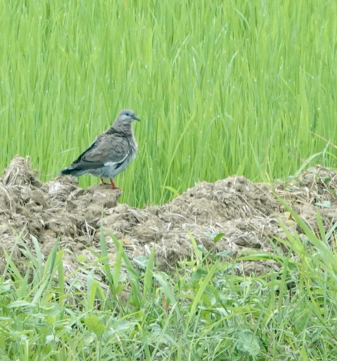 West Peruvian Dove - ML609853830