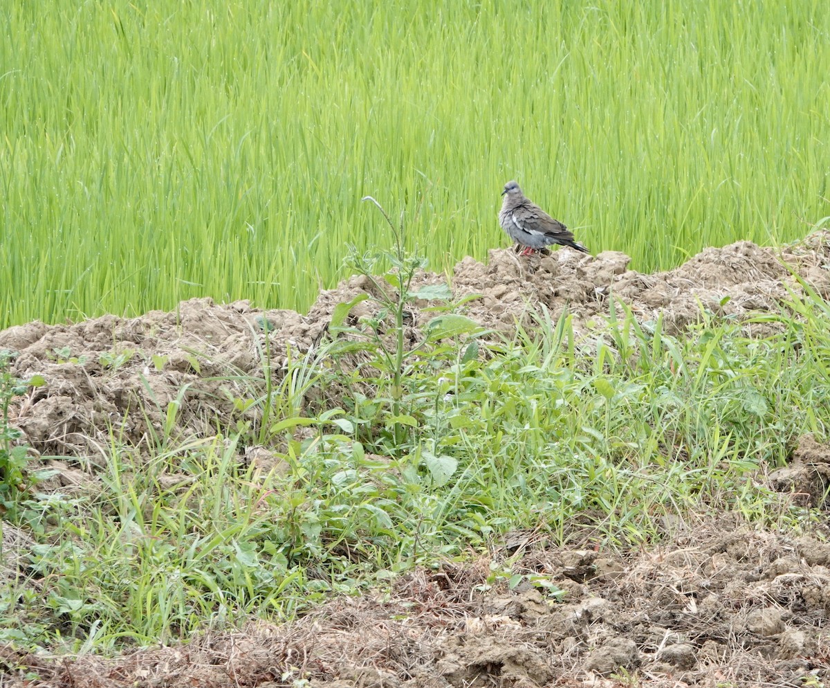 West Peruvian Dove - ML609853831