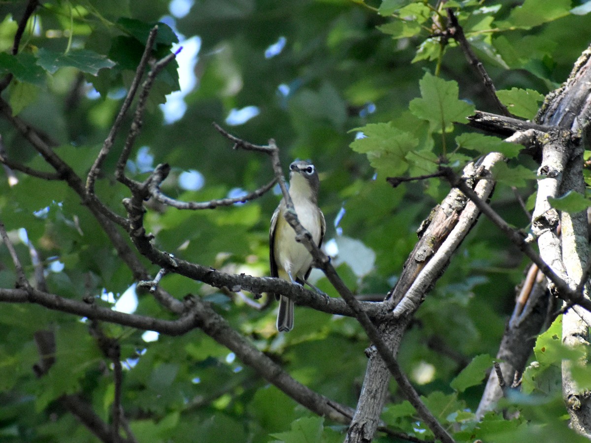 Blue-headed Vireo - ML609853857