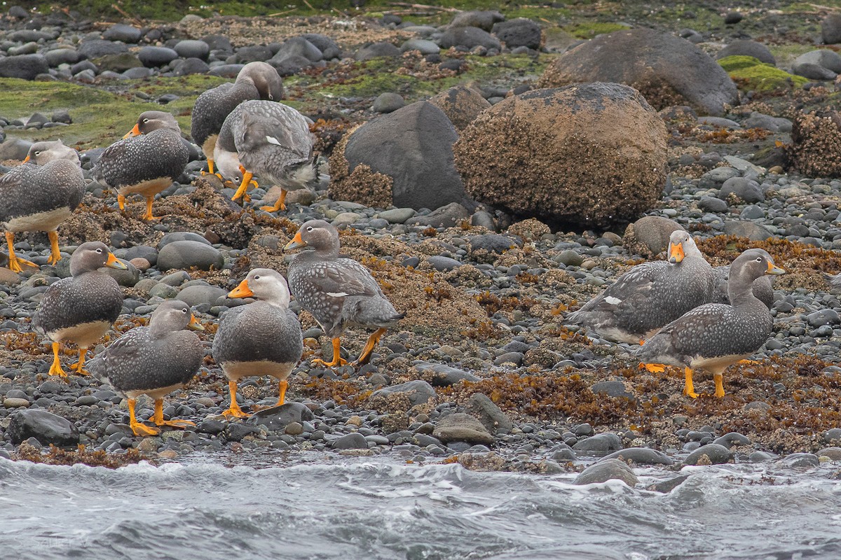 Flightless Steamer-Duck - ML609853882