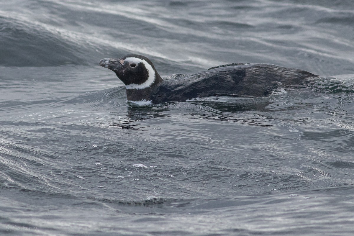 Pingüino Magallánico - ML609853903