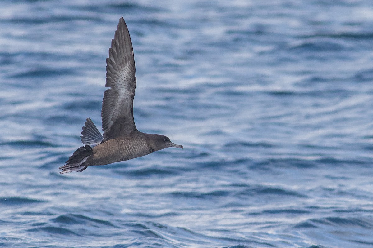 Sooty Shearwater - Sebastián Saiter Villagrán