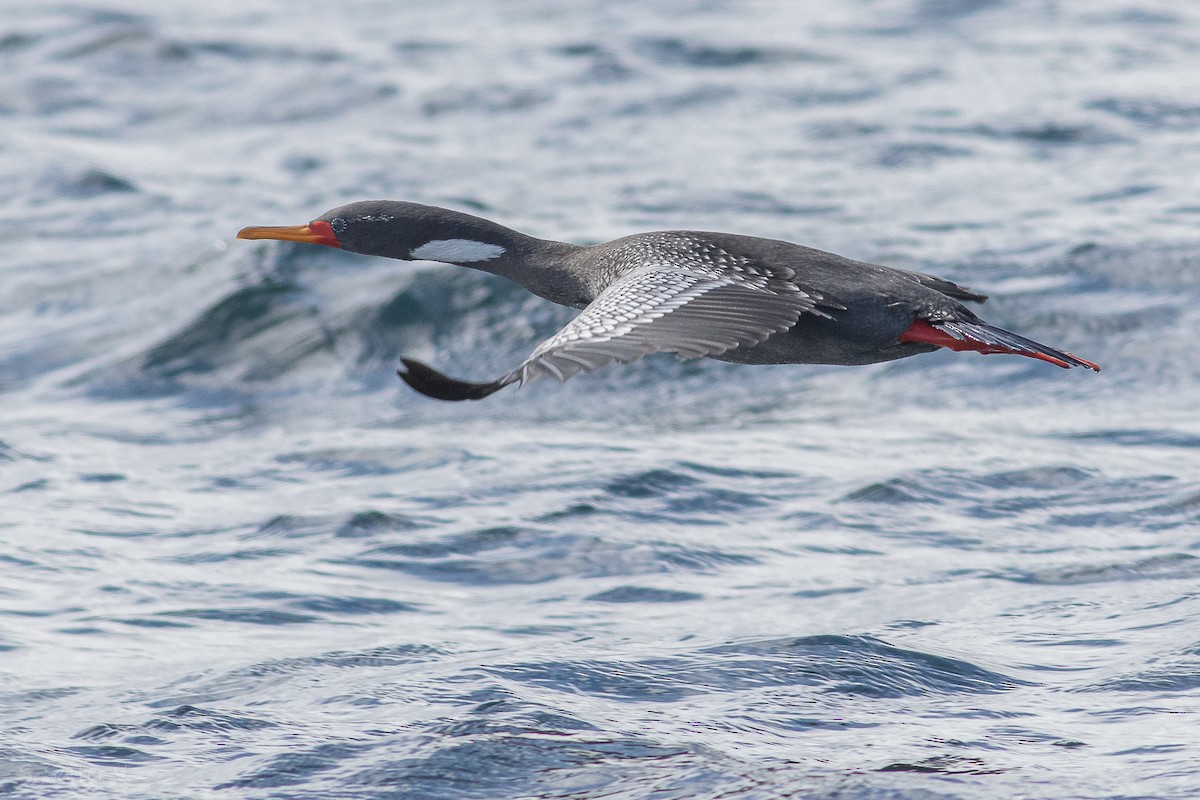 Red-legged Cormorant - Sebastián Saiter Villagrán