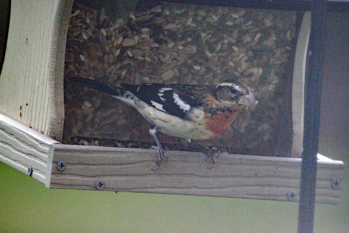 Rose-breasted Grosbeak - ML609853966