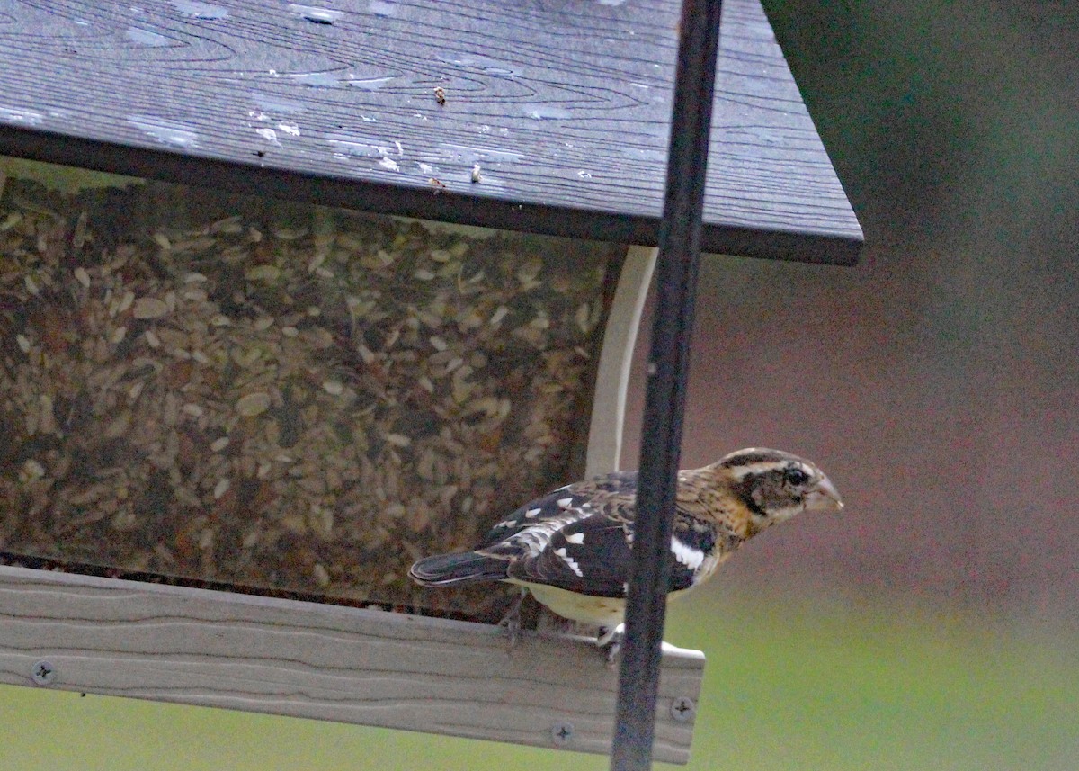 Rose-breasted Grosbeak - Brian Jones