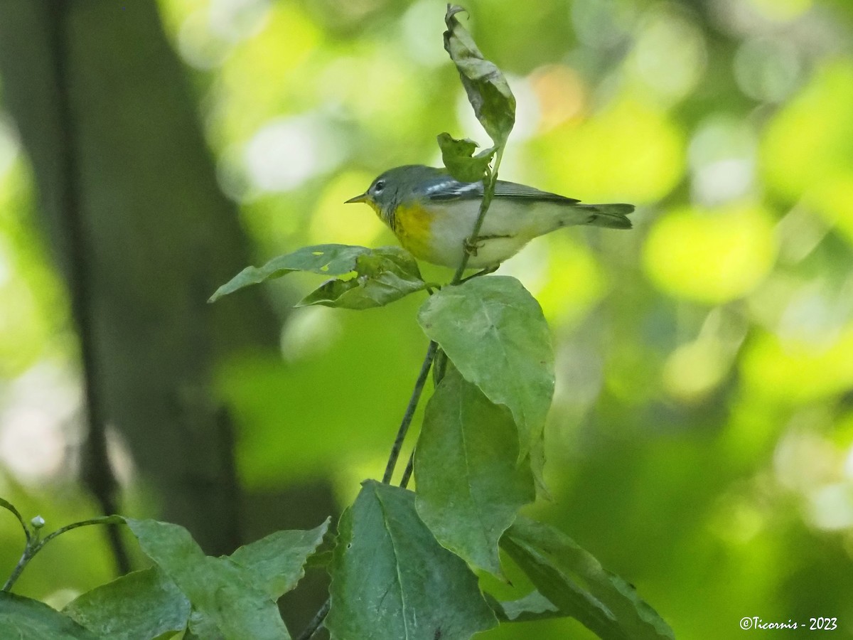 Northern Parula - ML609853992