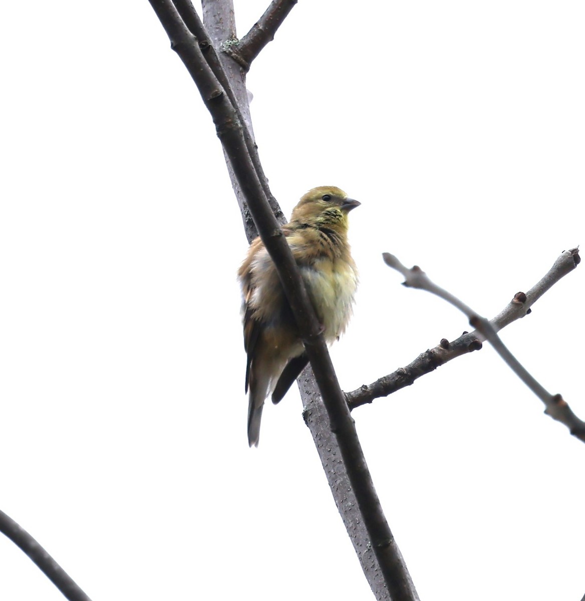 American Goldfinch - Marie Provost