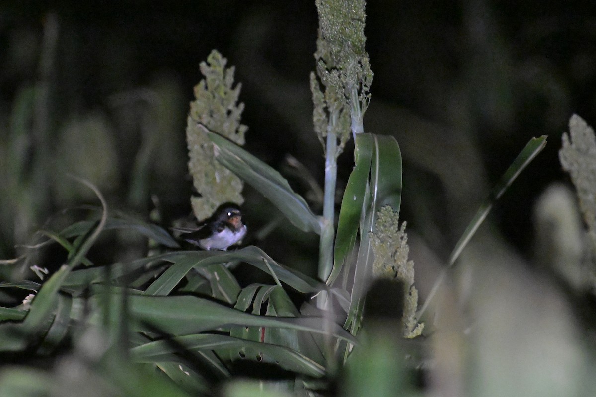 Barn Swallow (Buff-bellied) - ML609854294