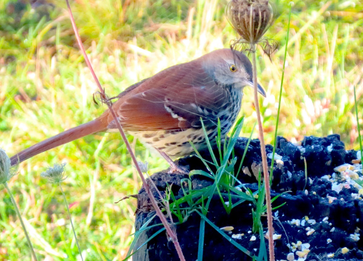 Brown Thrasher - ML609854295