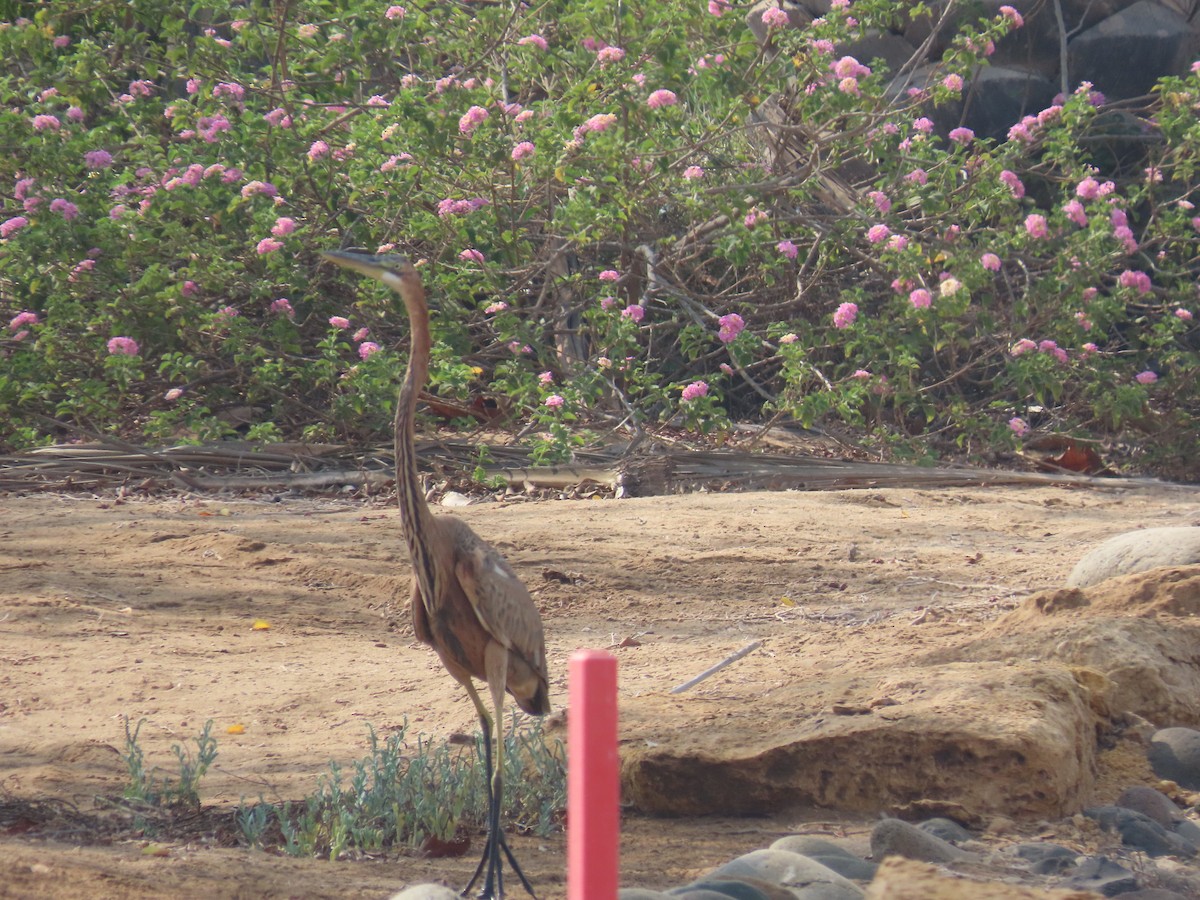 Purple Heron - ML609854316