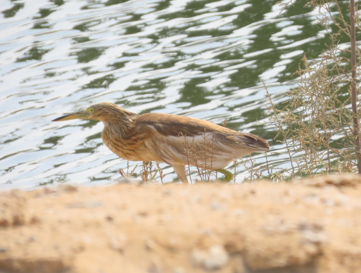 Squacco Heron - ML609854347