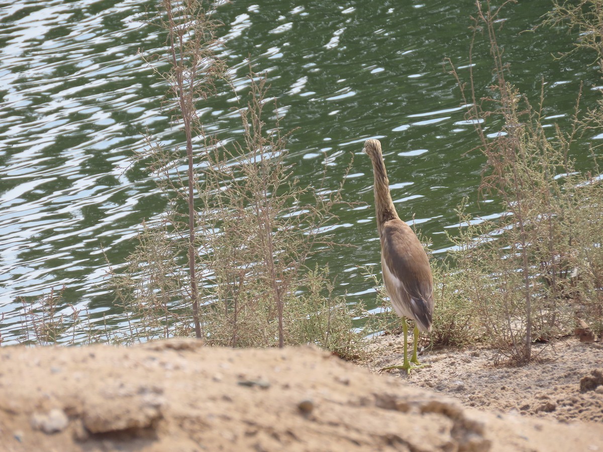 Squacco Heron - ML609854348