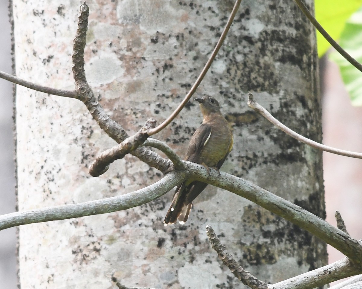 Brush Cuckoo - ML609854362