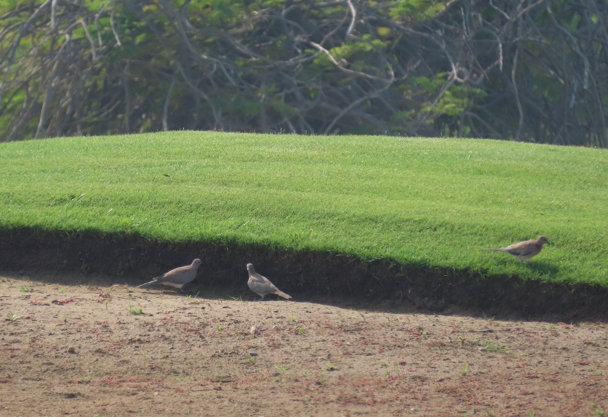 Laughing Dove - ML609854503