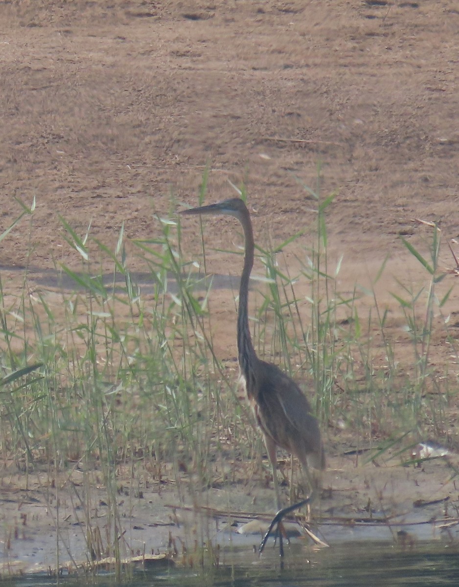 Purple Heron - Ute Langner