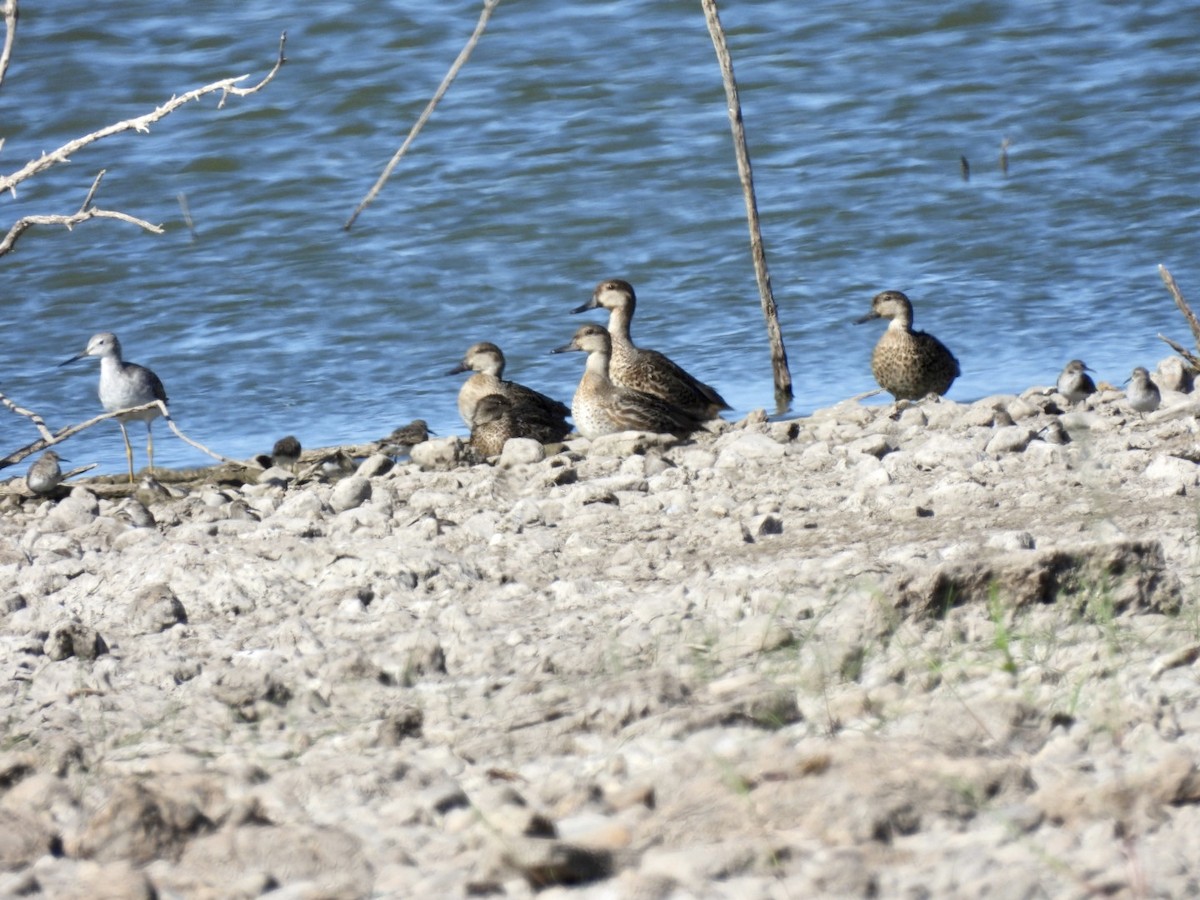 Green-winged Teal - ML609854591