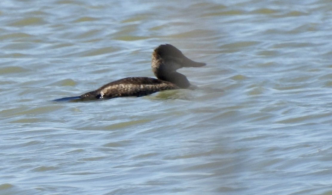 Ruddy Duck - ML609854594