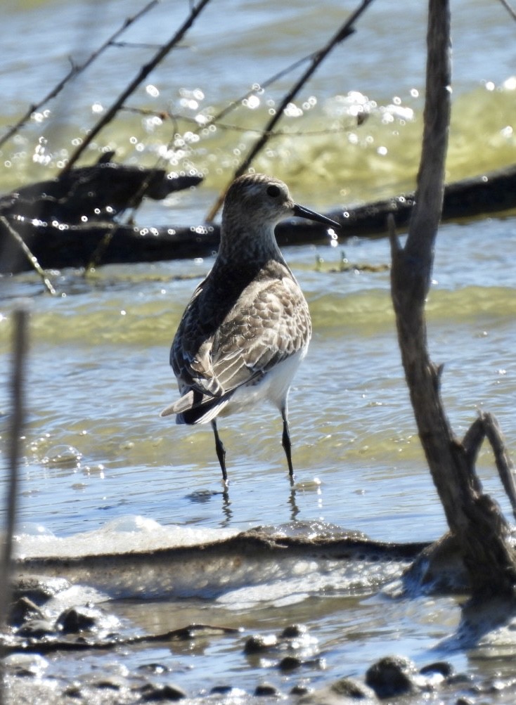 Bairdstrandläufer - ML609854605