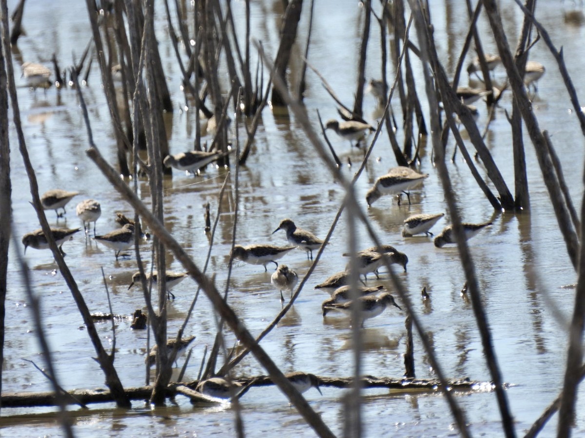 Least Sandpiper - ML609854613