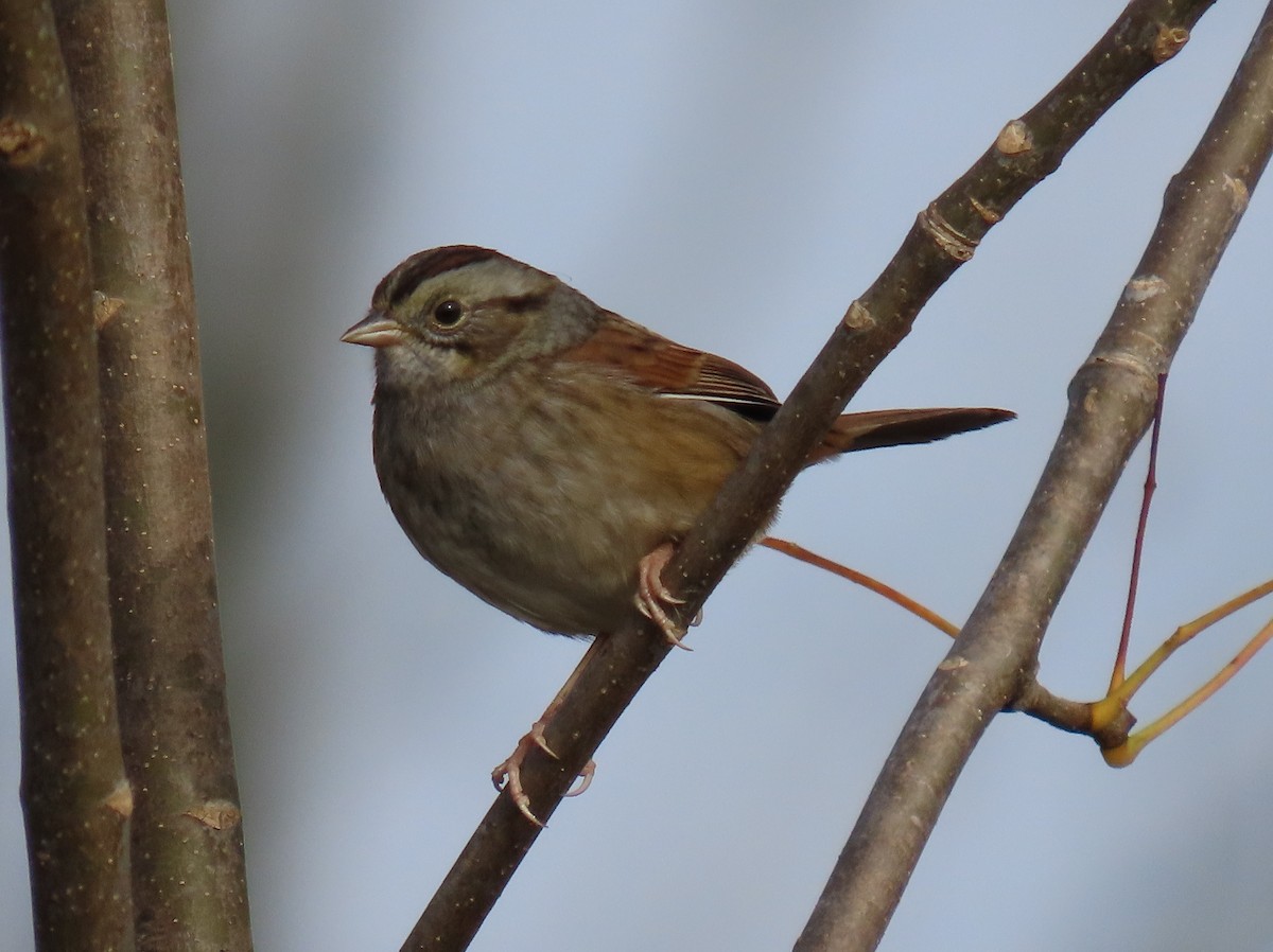 Swamp Sparrow - ML609854625