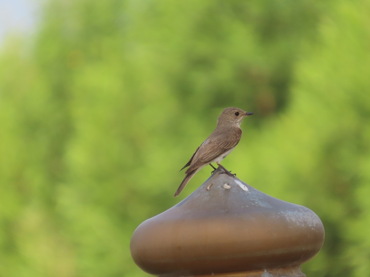 Spotted Flycatcher - ML609854718