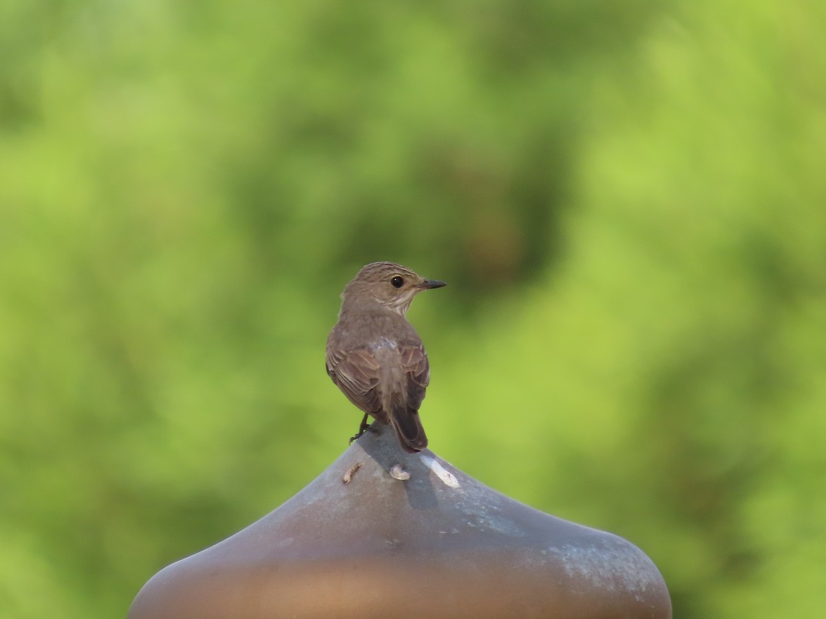 Spotted Flycatcher - ML609854719