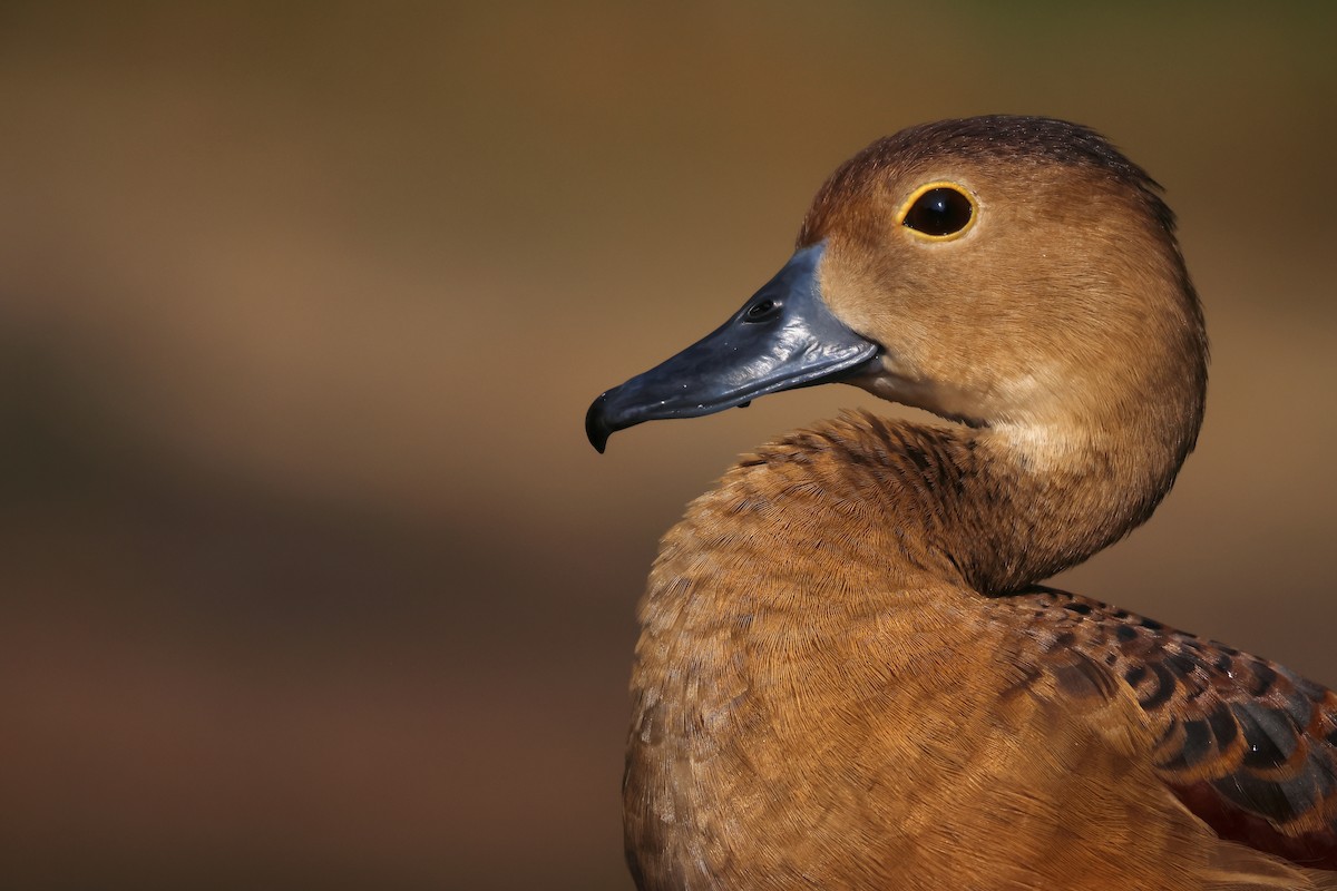 Lesser Whistling-Duck - ML609854732