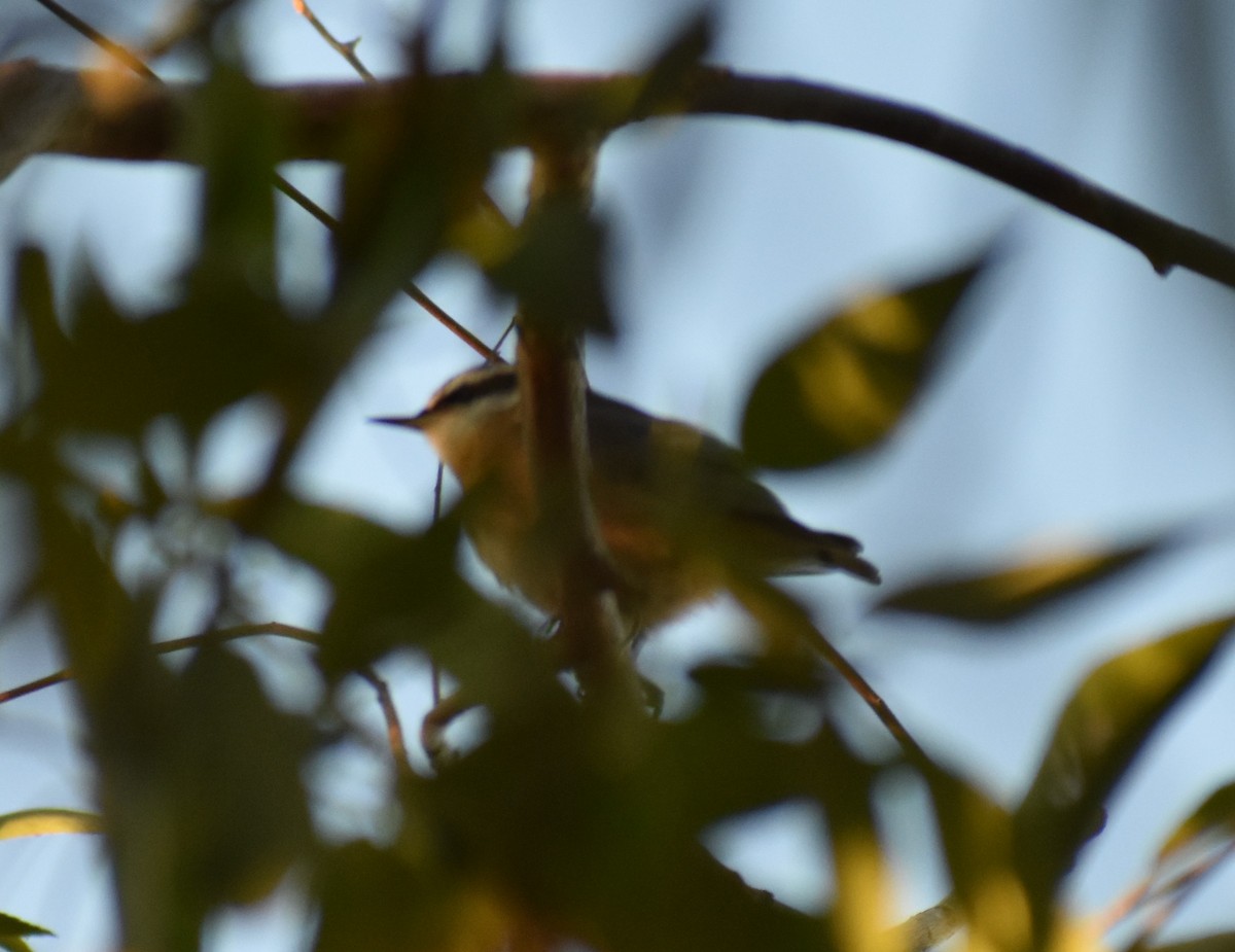 Red-breasted Nuthatch - ML609854768